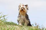 YORKSHIRE TERRIER 065